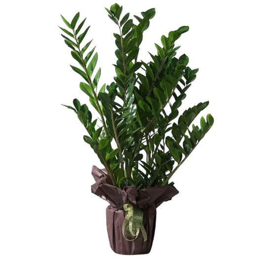 pianta