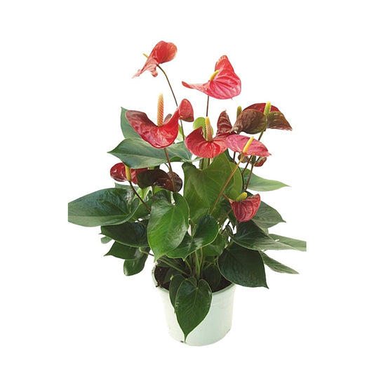 pianta
