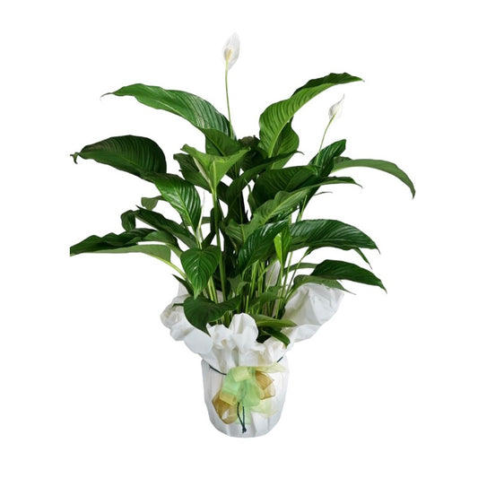 pianta
