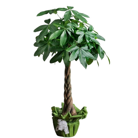 pianta