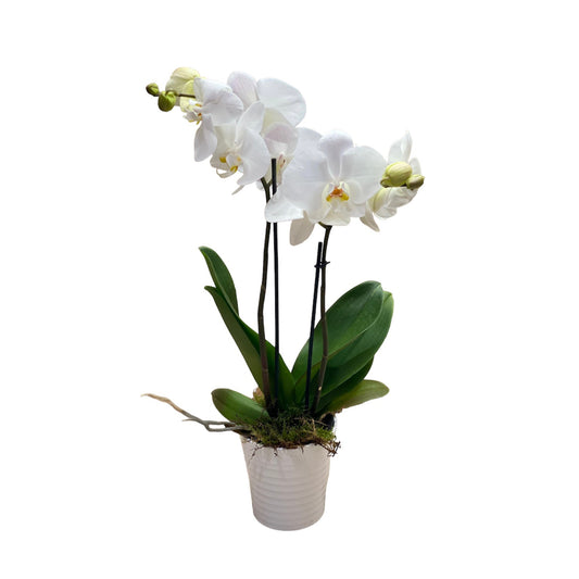 PHALAEANOPSIS